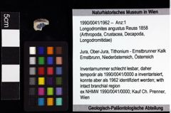 Foto (Objket + Etiketten) von Longodromites angustus (Reuss 1858) 
